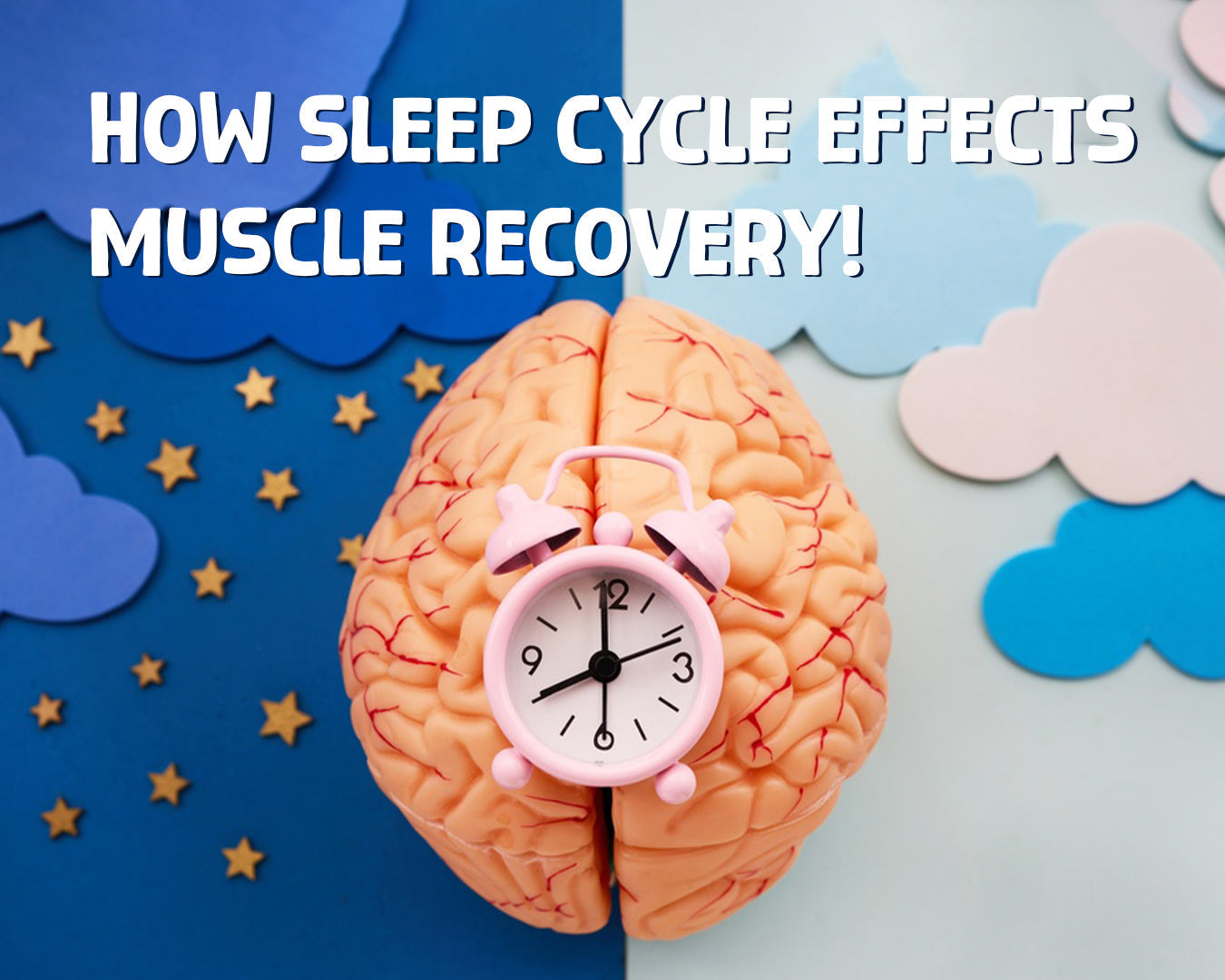 How Sleep Cycle Effects Muscle Recovery! A Complete Guide